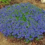 Tidal Pool Creeping Speedwell - Plant Library - Pahl's Market - Apple ...