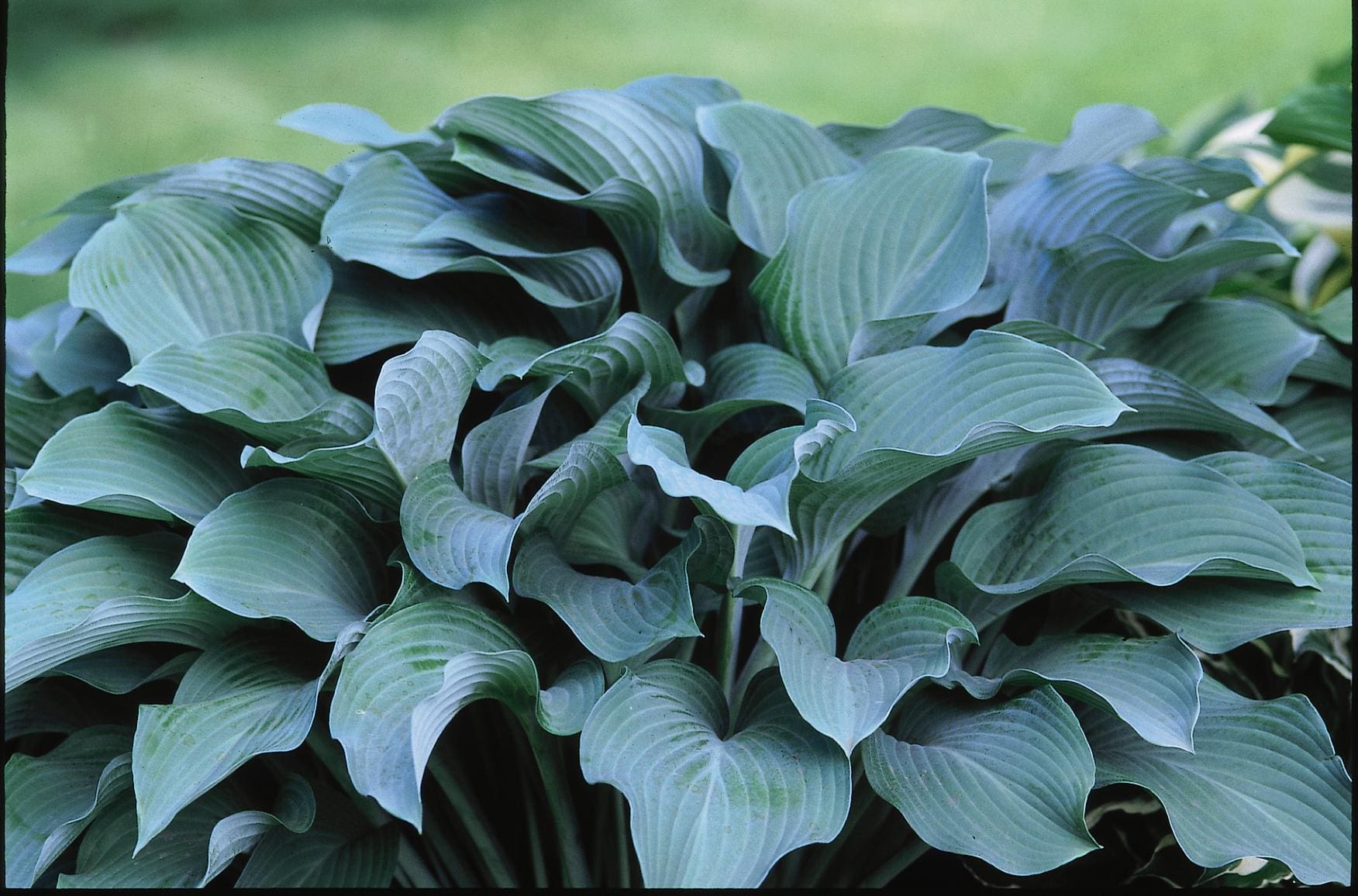 Хоста высота. Хоста Hosta krossa Regal. Хоста Hósta krossa Regal. Хоста krossa Regal (кросса Регал). Хоста чернеющая 'krossa Regal.