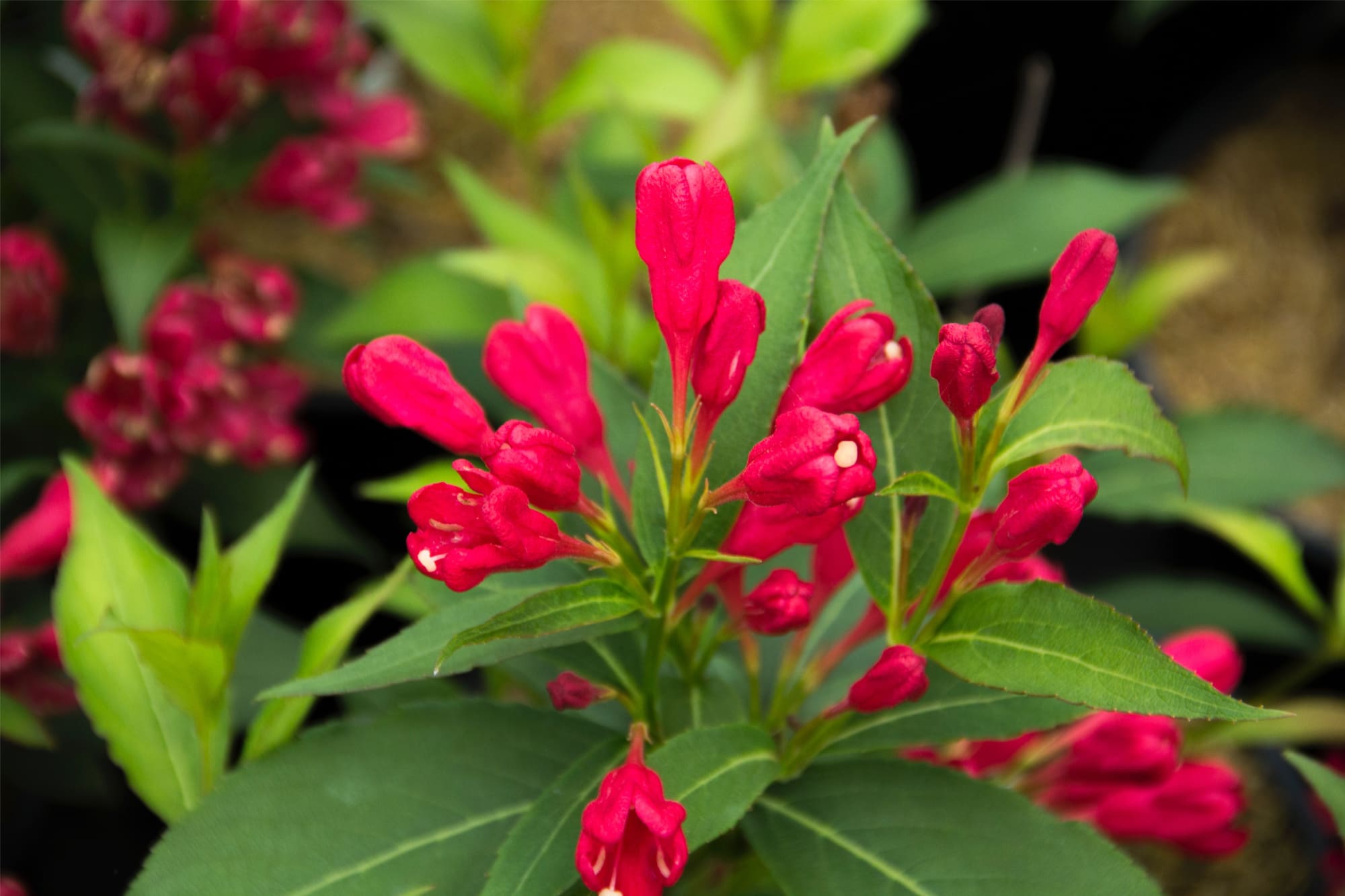 Crimson Kisses Weigela - Plant Library - Pahl's Market - Apple Valley, MN