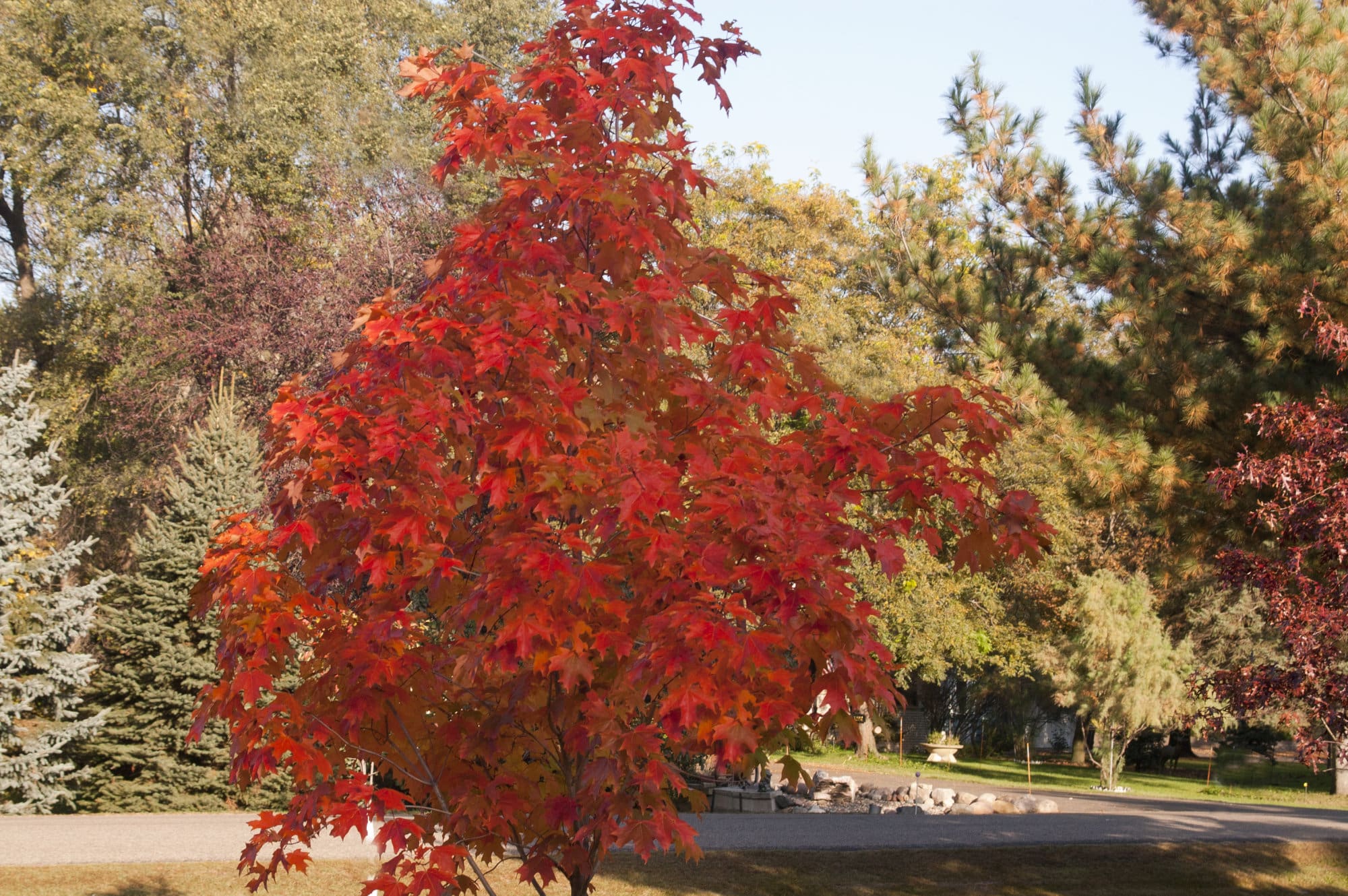 Matador Maple - Plant Library - Pahls Market - Apple Valley, MN