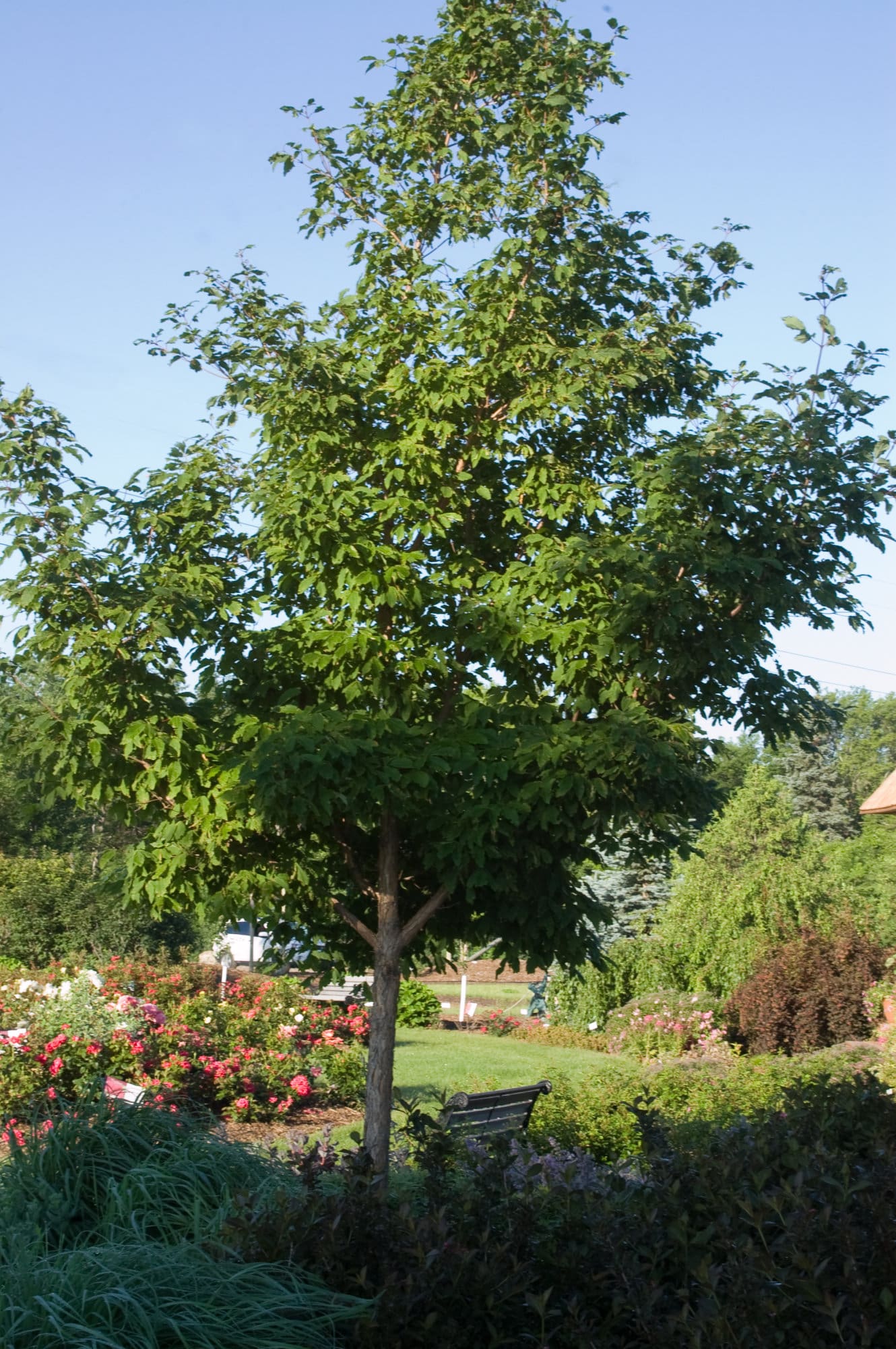 Three Flowered Maple Plant Library Pahl S Market Apple Valley MN   Tree Maple Three Flower 