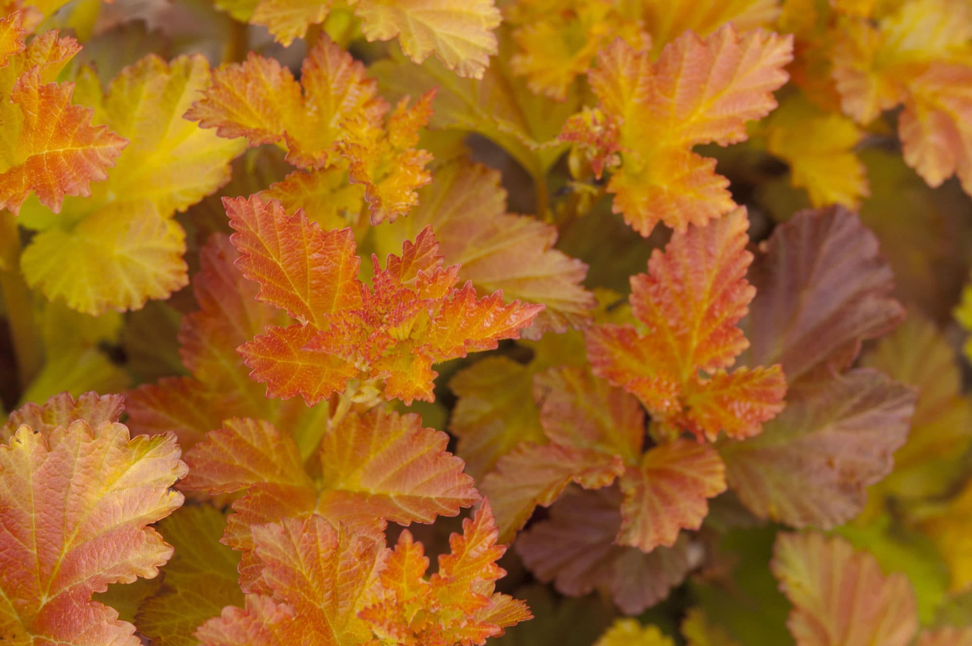 Amber Jubilee Ninebark Tree Form Plant Library Pahl s Market 