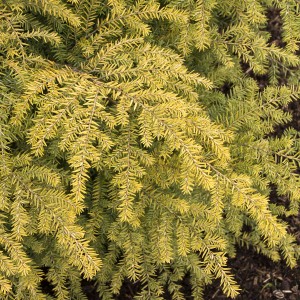 Golden Duke Eastern Hemlock - Plant Library - Pahl's Market - Apple ...