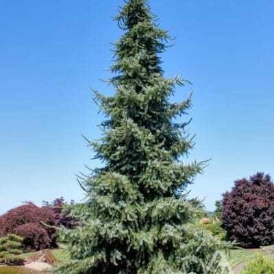 Gotelli Weeping Spruce - Plant Library - Pahl's Market - Apple Valley, MN