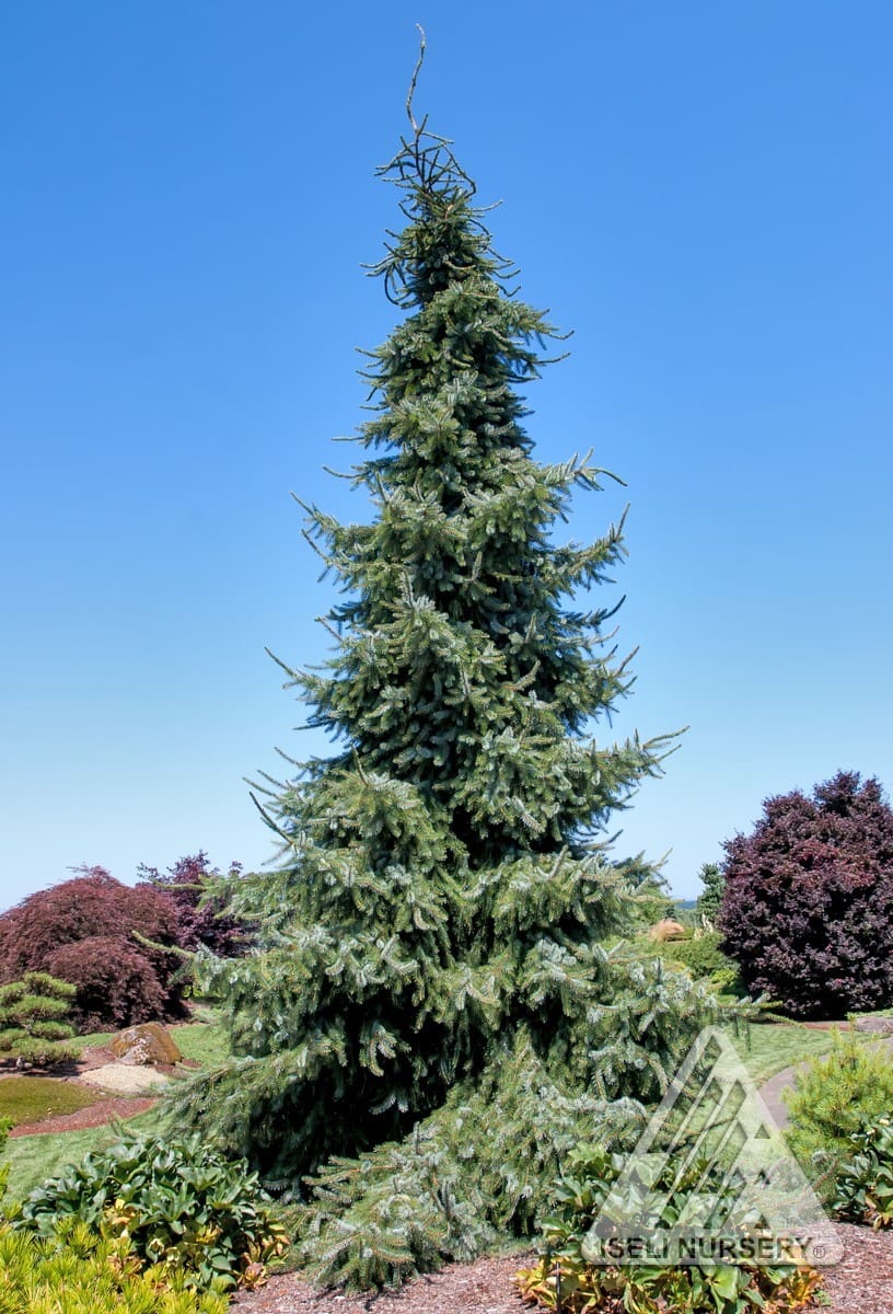 Gotelli Weeping Spruce - Plant Library - Pahl's Market - Apple Valley, MN