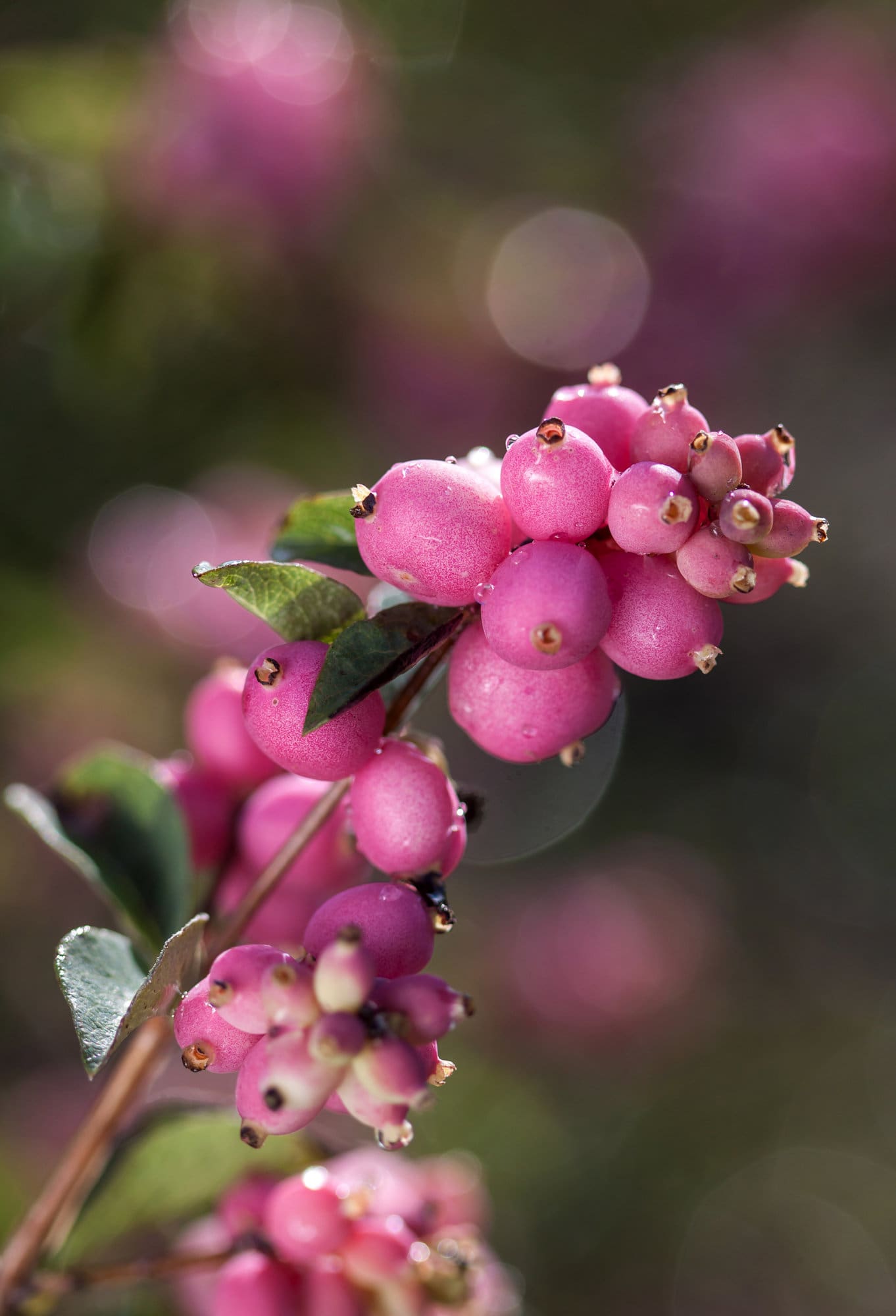 Candy Coralberry - Plant Library - Pahls Market - Apple Valley, MN