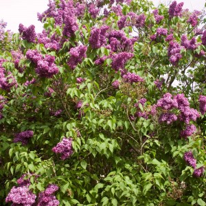 Monge Lilac - Plant Library - Pahl's Market - Apple Valley, MN