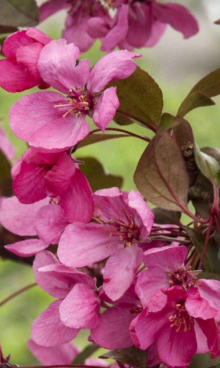 Royal Raindrops Crabapple - Pahl's Market - Apple Valley, MN