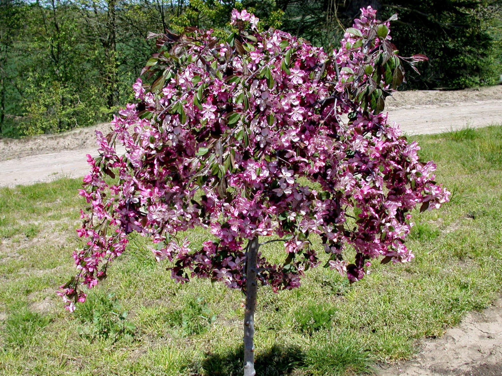 Ruby Tears Crabapple - Plant Library - Pahl's Market ...