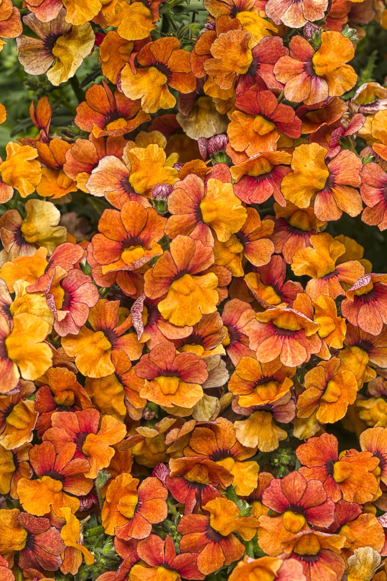 Sunsatia Blood Orange Nemesia - Plant Library - Pahl's Market - Apple ...