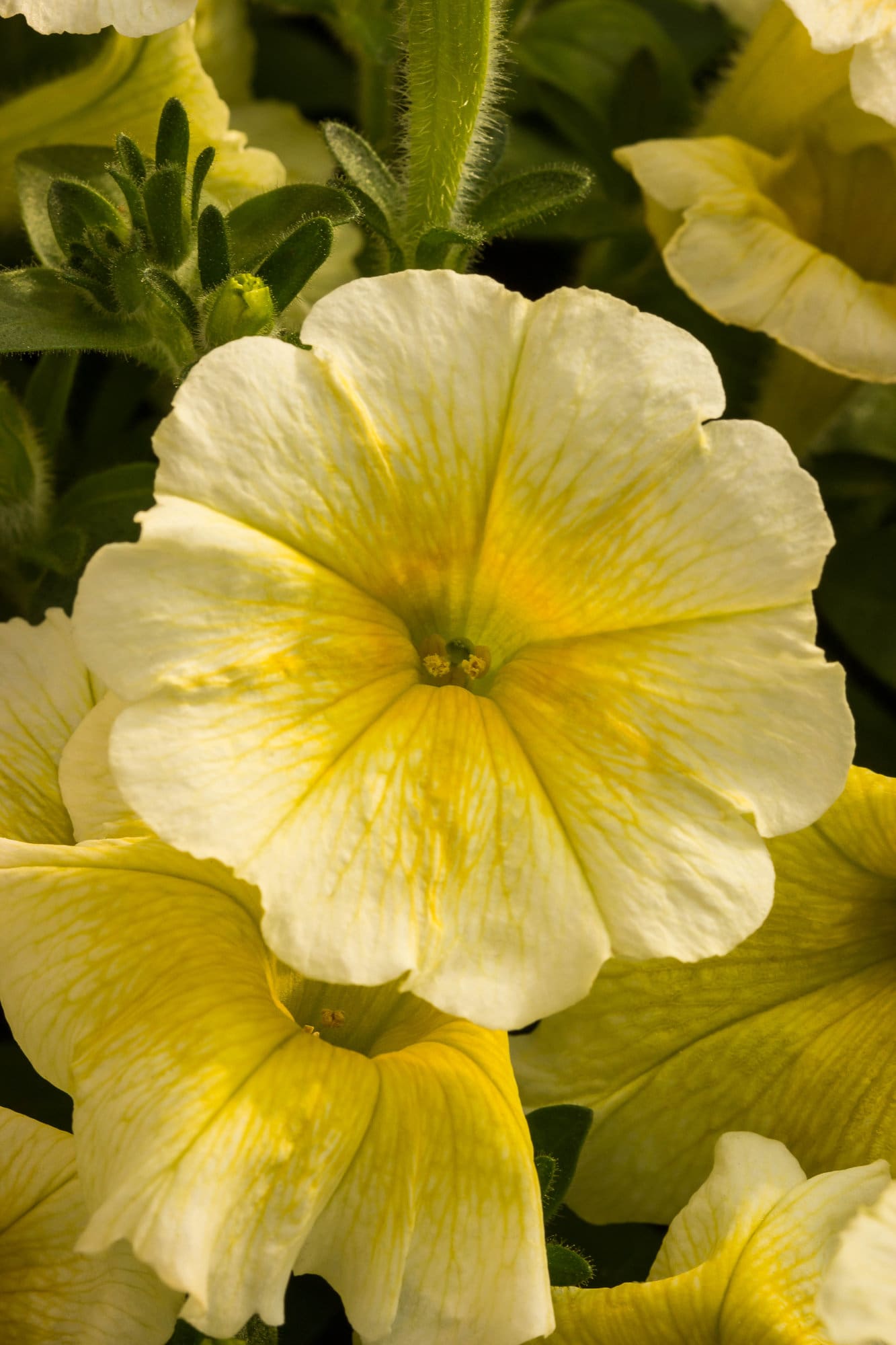 Easy Wave Yellow Petunia Plant Library Pahl's Market Apple Valley, MN