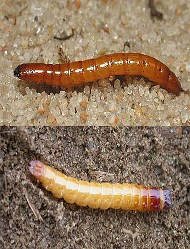 https://www.pahls.com/wp-content/uploads/2016/07/wireworms_large.jpg