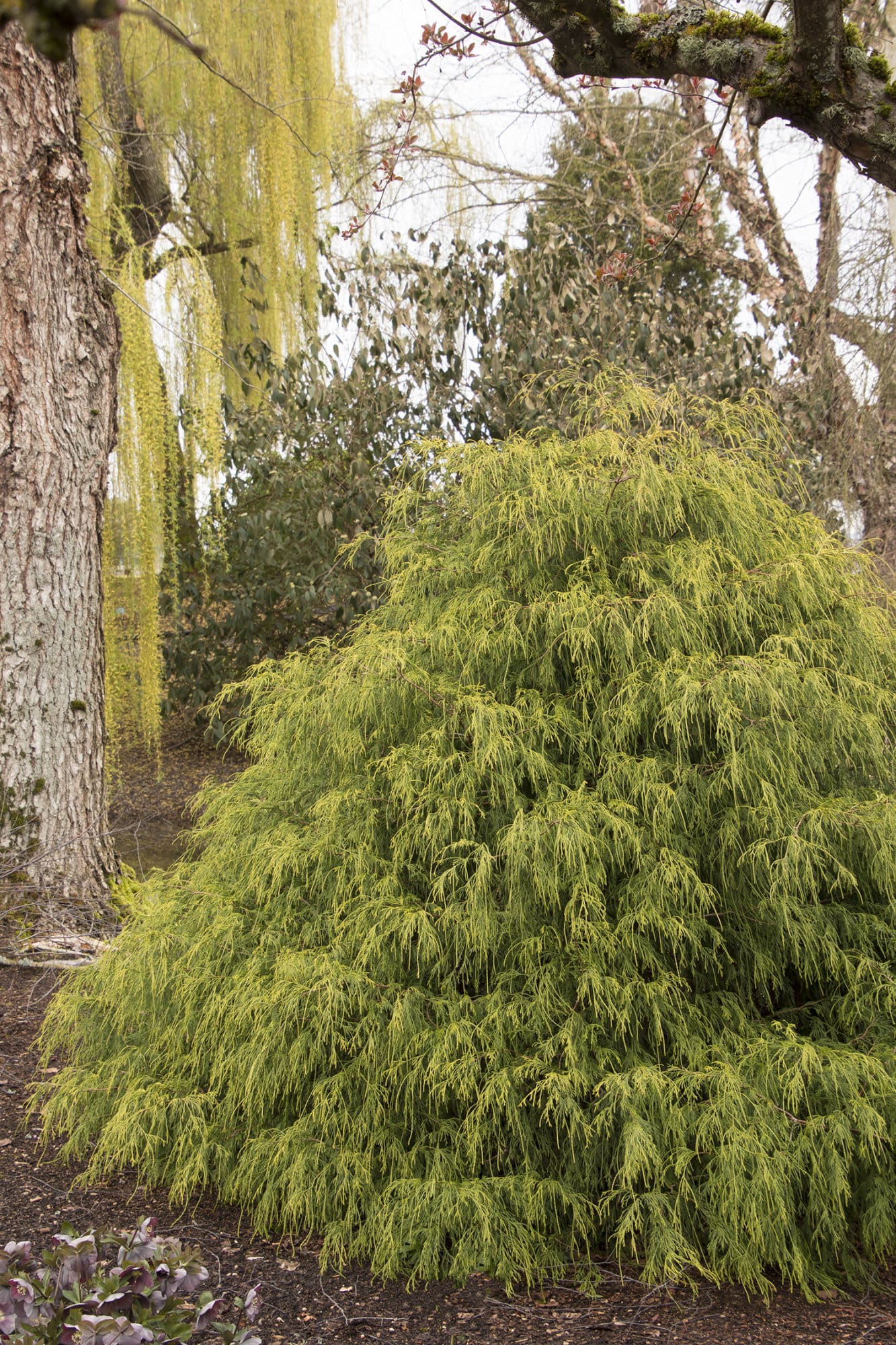 Golden Charm Thread Branch Cypress - Plant Library - Pahl's Market ...