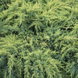 Daub's Frosted Juniper - Plant Library - Pahl's Market - Apple Valley, MN