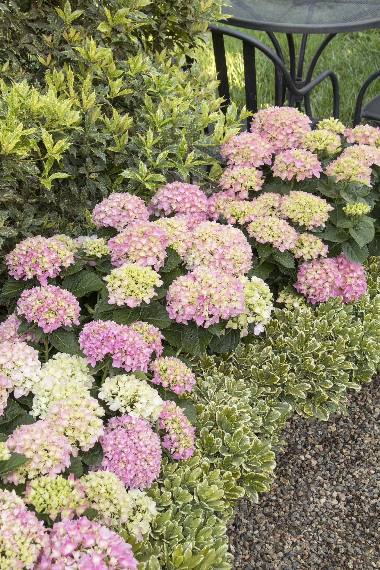 Seaside Serenade Cape Cod Hydrangea Plant Library Pahl's Market