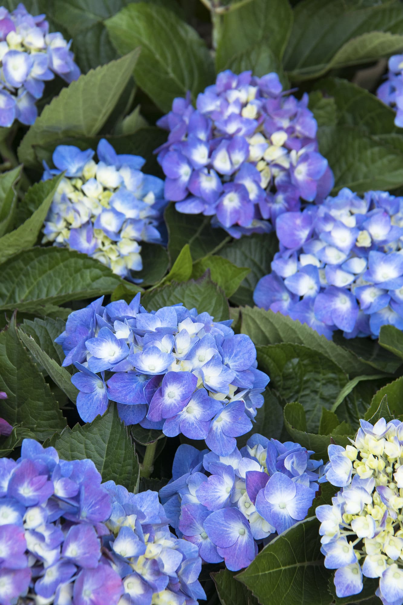 Seaside Serenade Cape Cod Hydrangea Plant Library Pahl's Market