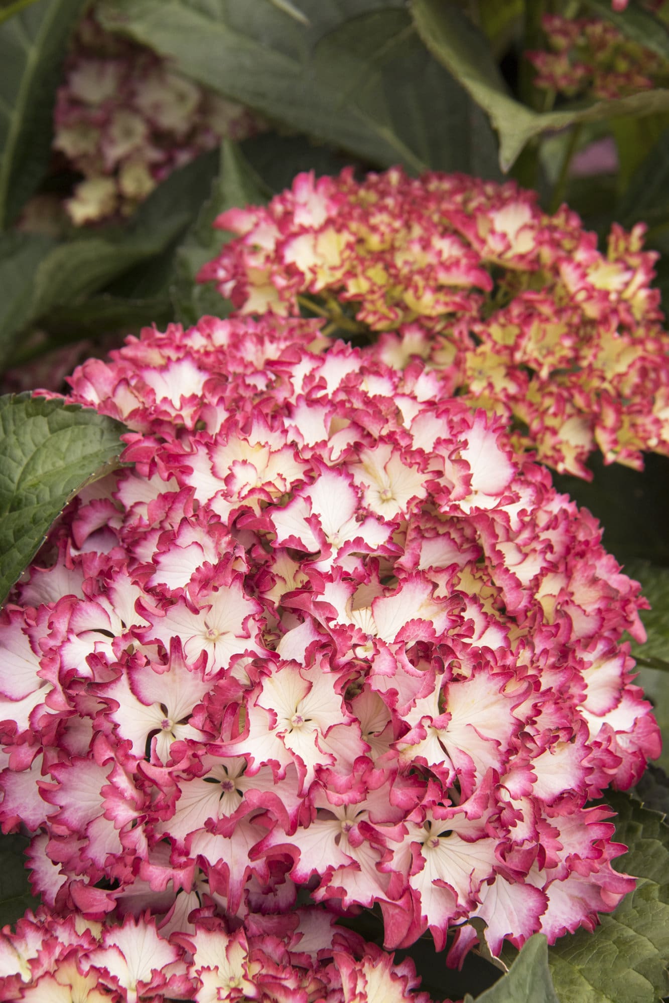 Seaside Serenade Fire Island Hydrangea - Plant Library - Pahl's Market ...