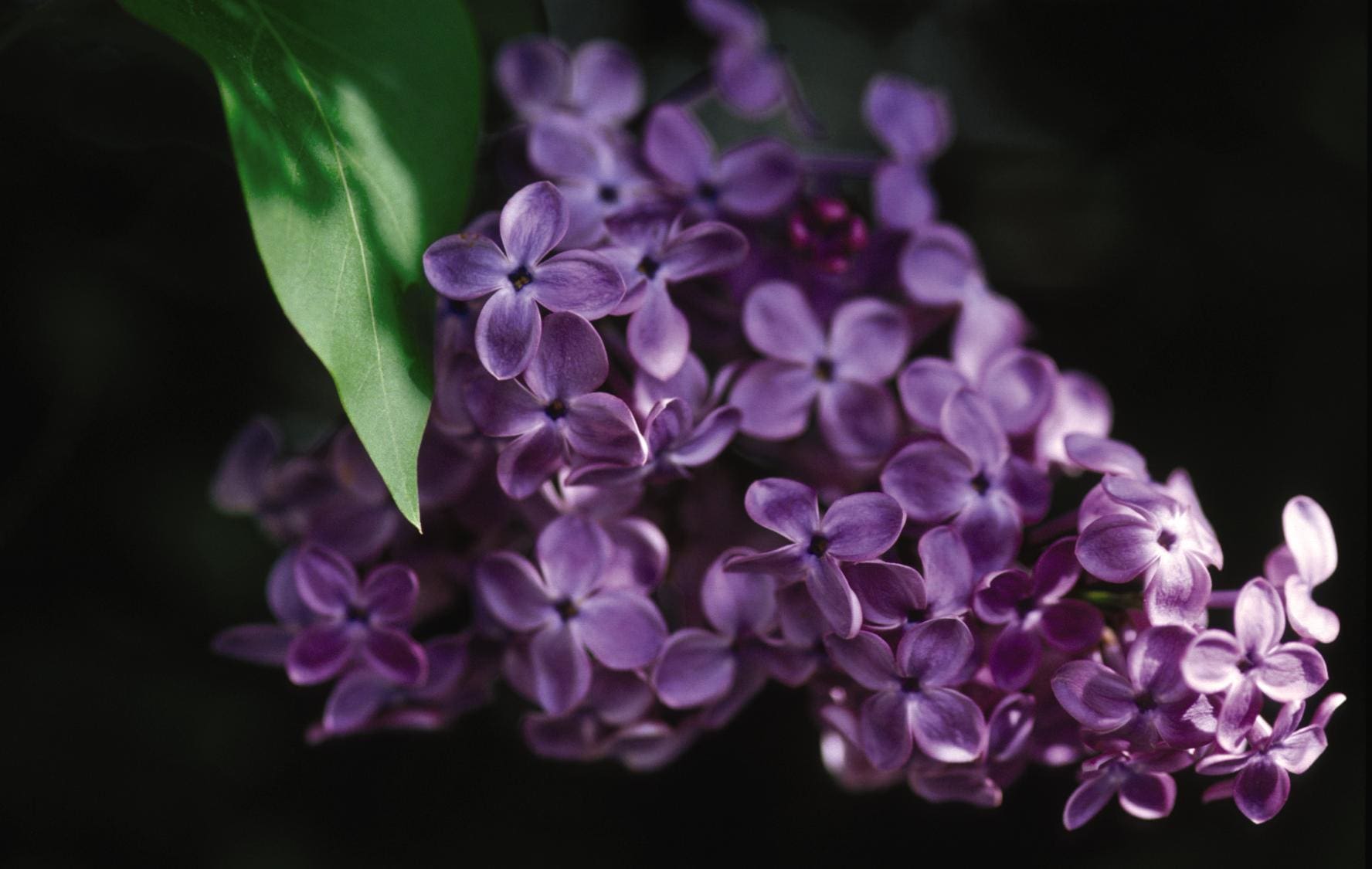 Pocahontas Lilac Plant Library Pahls Market Apple Valley Mn