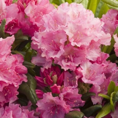 Haaga Rhododendron - Plant Library - Pahl's Market - Apple Valley, MN