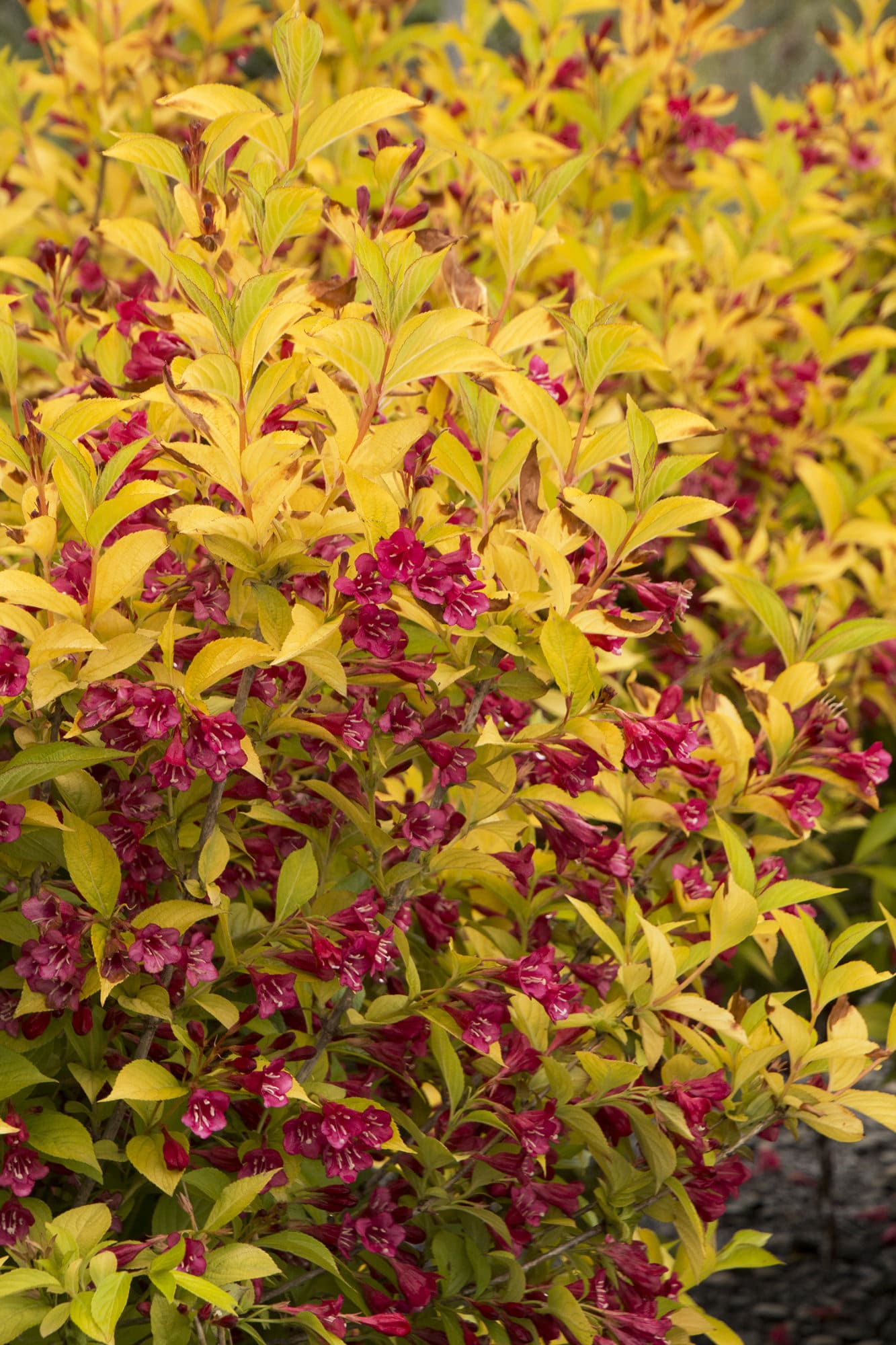 Golden Jackpot Weigela - Plant Library - Pahls Market - Apple Valley, MN