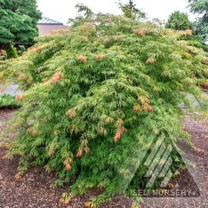 Ice Dragon Maple - Plant Library - Pahl's Market - Apple Valley, Mn