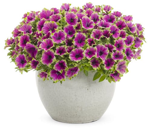 Supertunia Picasso in Purple Petunia - Plant Library - Pahl's Market ...