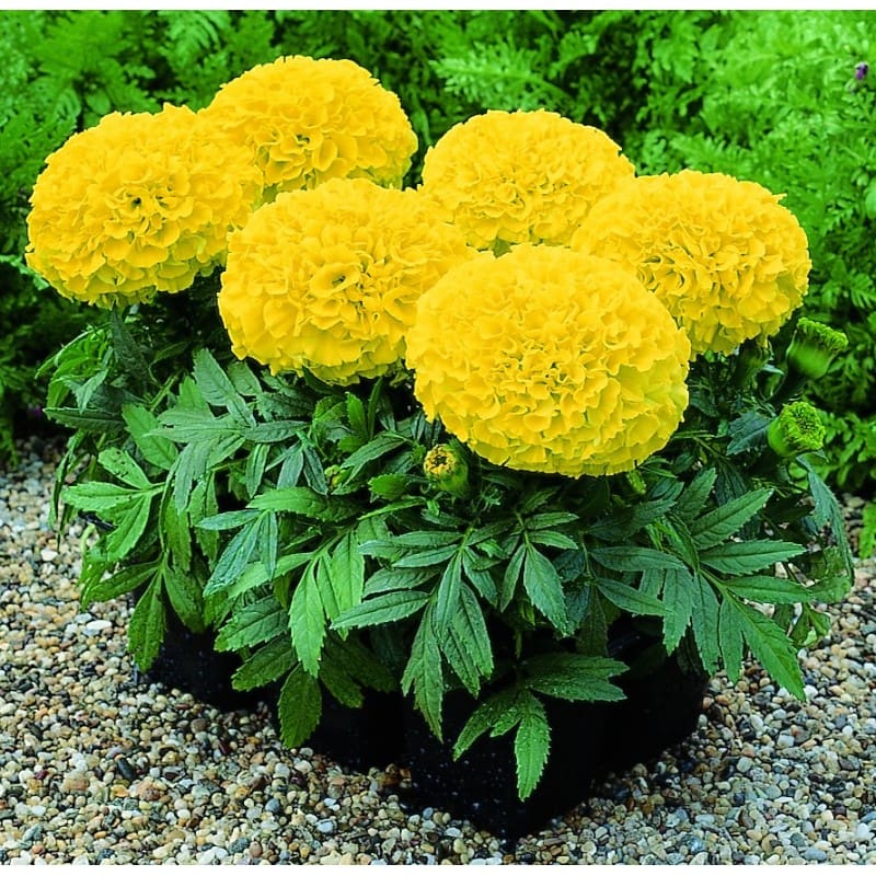 Taishan Yellow Marigold - Plant Library - Pahl's Market - Apple Valley, MN