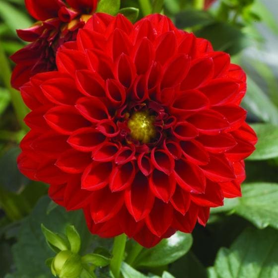 Oregon Red Dahlia - Plant Library - Pahl's Market - Apple Valley, MN