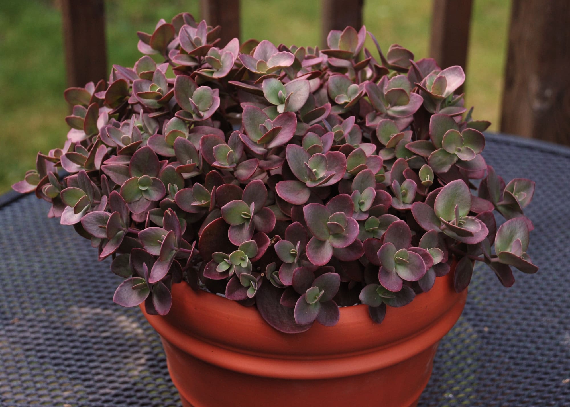 Sunsparkler Cherry Tart Sedum - Plant Library - Pahl's Market - Apple ...