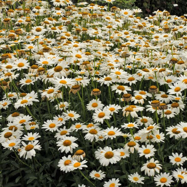 Becky Shasta Daisy - Plant Library - Pahl's Market - Apple Valley, MN