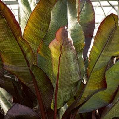 Red Leaved Banana Pahl S Market Apple Valley Mn