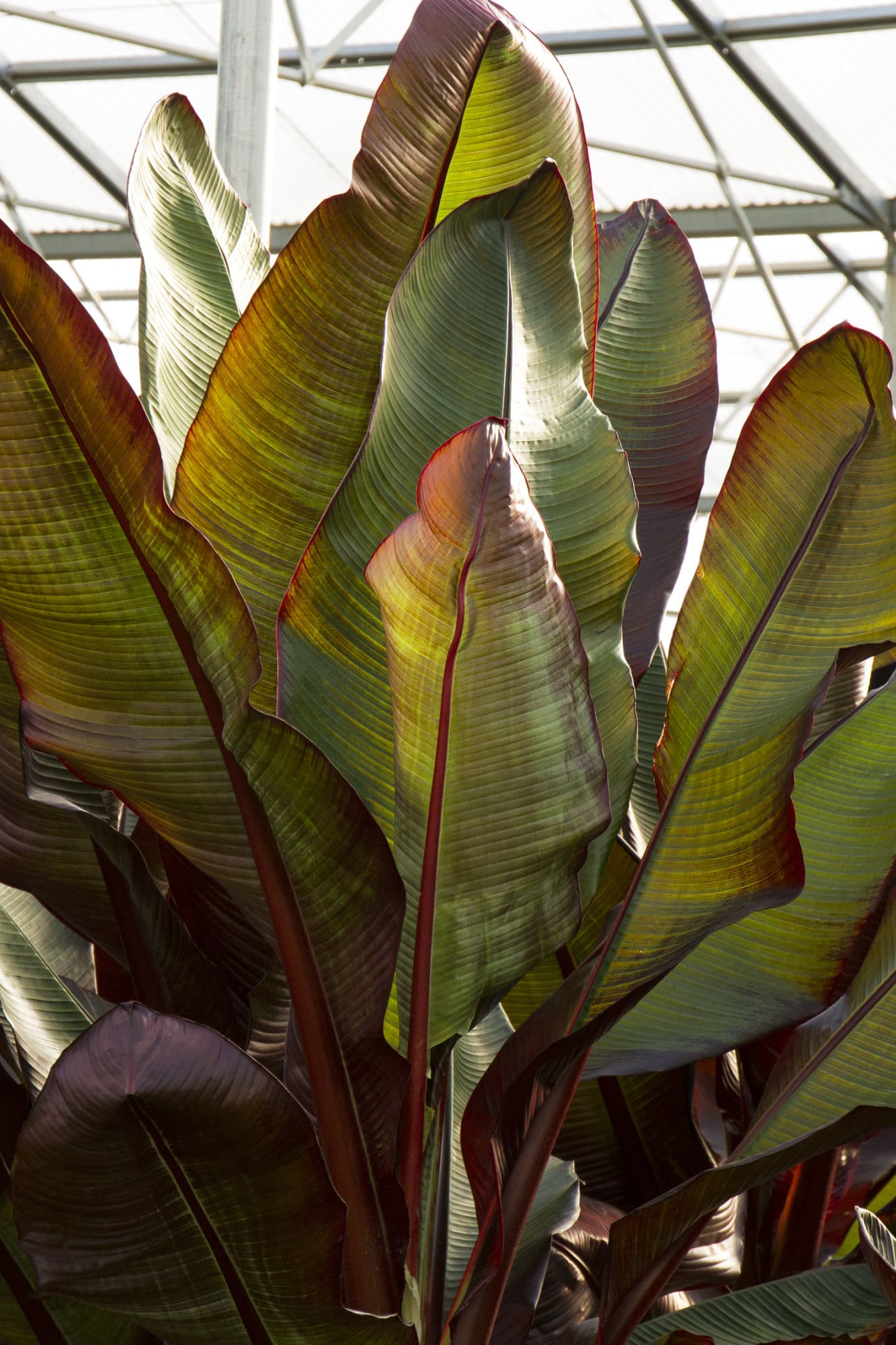 Red Leaved Banana - Plant Library - Pahl's Market - Apple Valley, MN