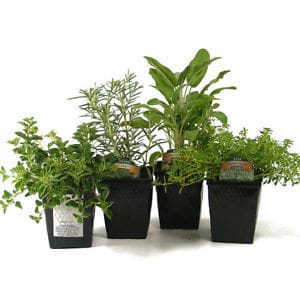 Assorted Cooking Herbs