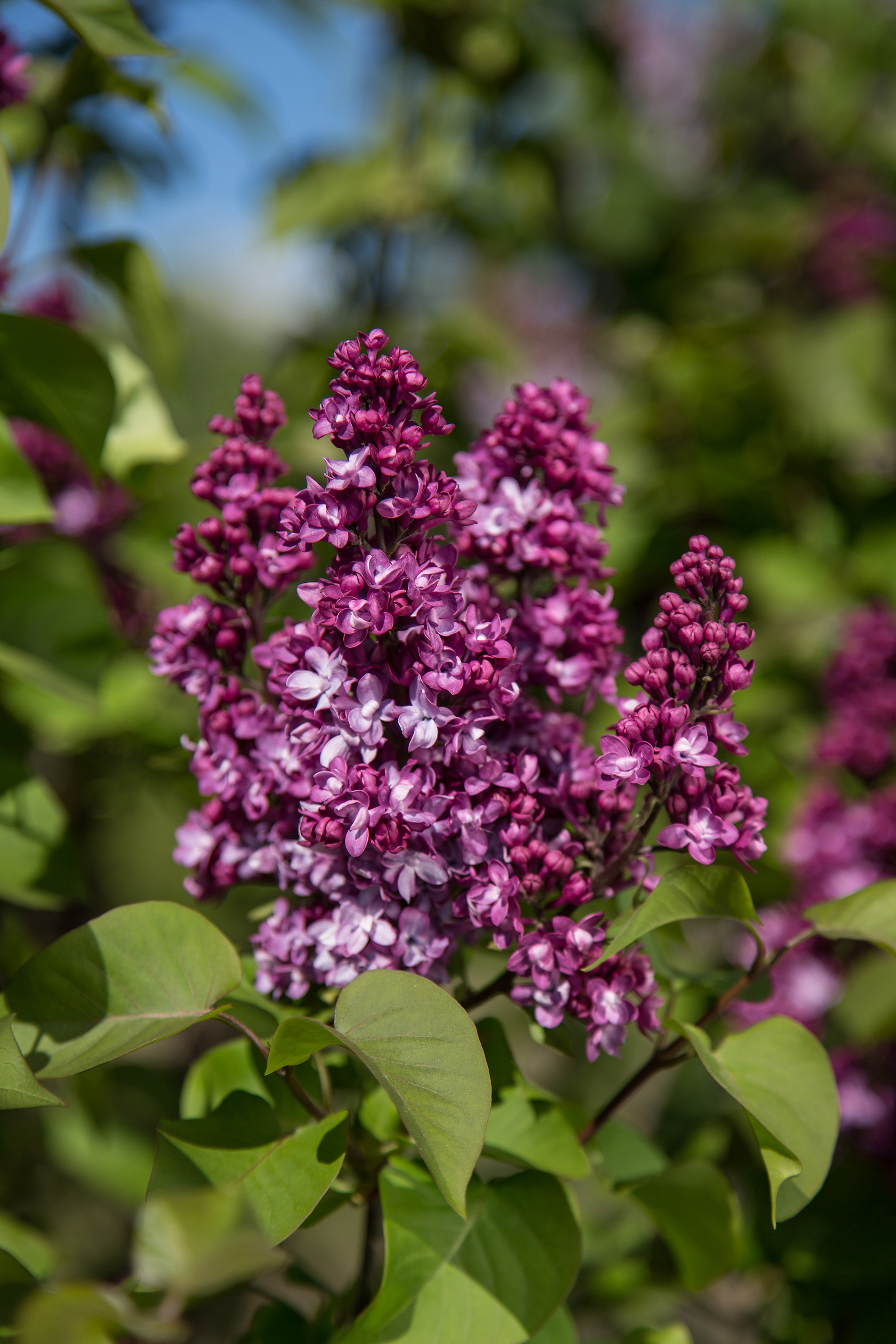 Virtual Violet Lilac Plant Library Pahl's Market