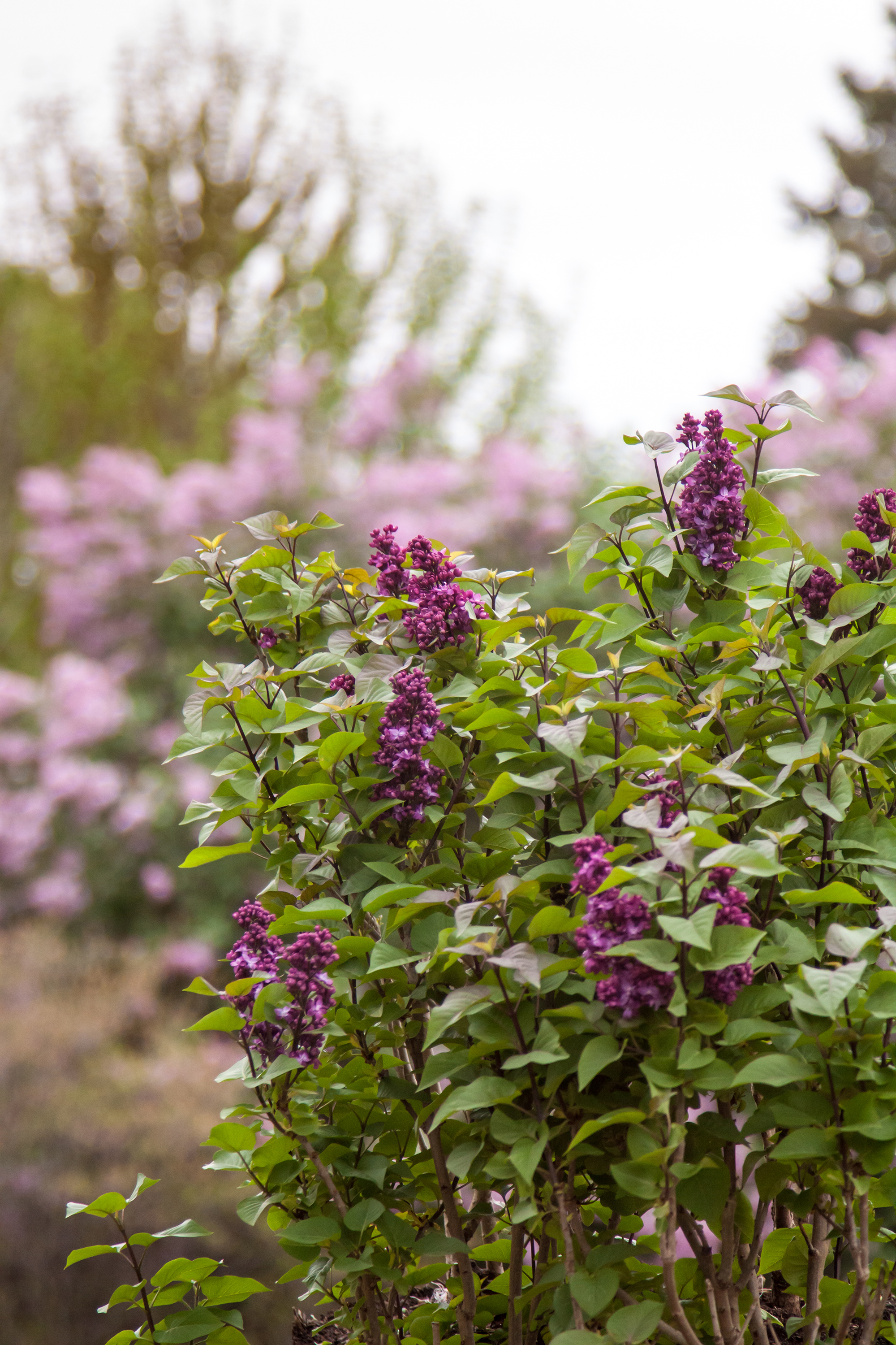 Virtual Violet Lilac Plant Library Pahl's Market