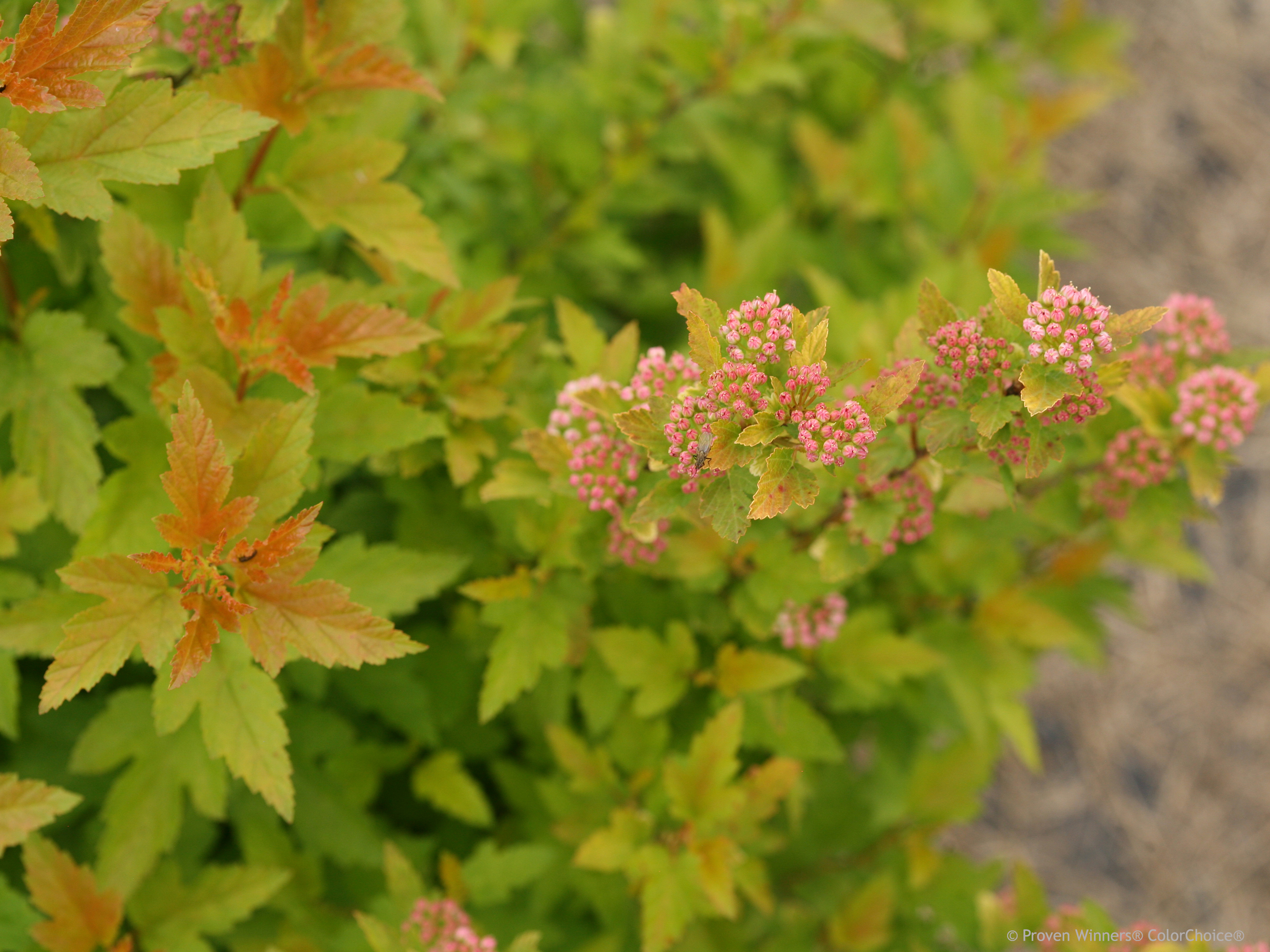 Tiny Wine Gold Ninebark Plant Library Pahl's Market Apple Valley, MN