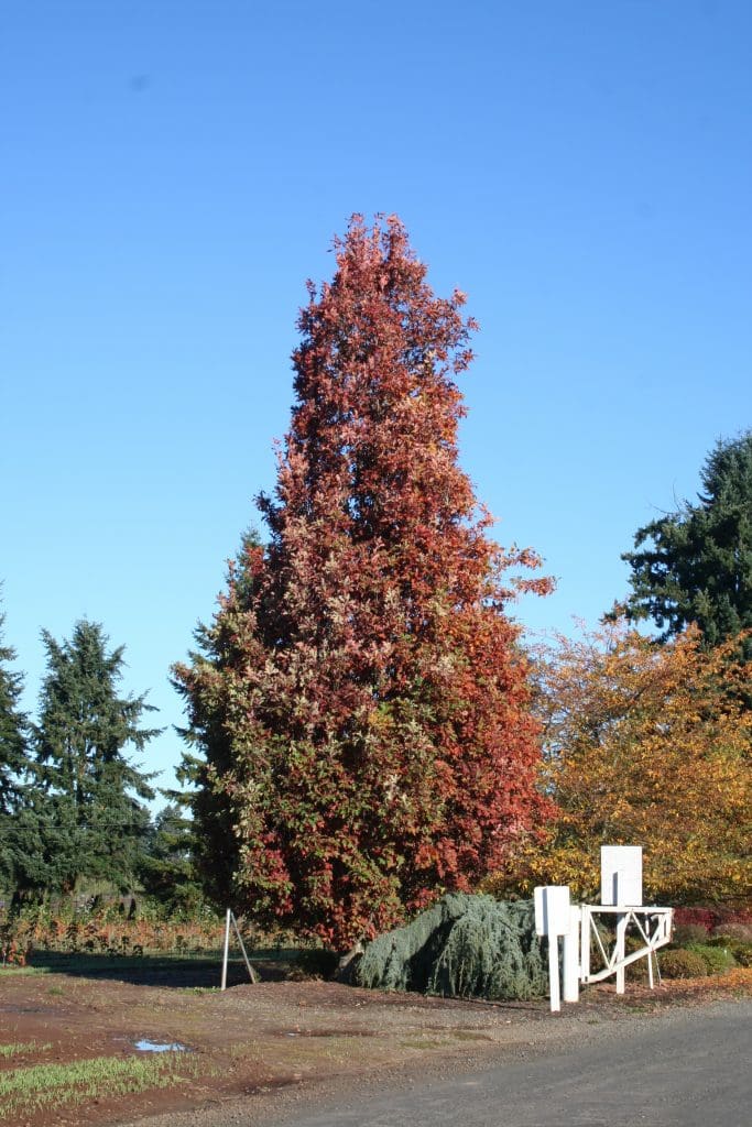 Crimson Spire Oak - Plant Library - Pahl's Market - Apple Valley, MN