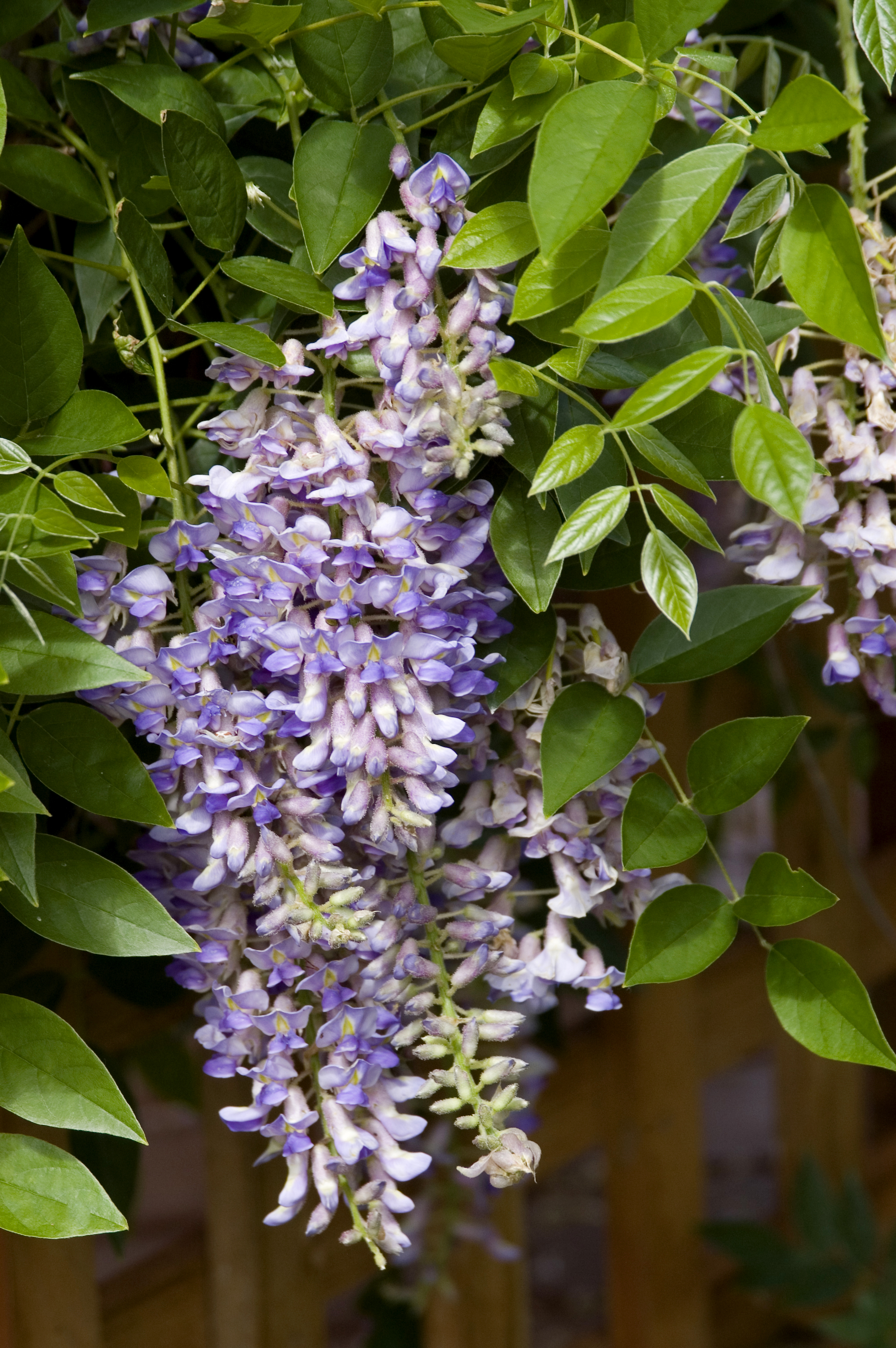 Summer Cascade Wisteria Plant Library Pahl's Market Apple Valley, MN