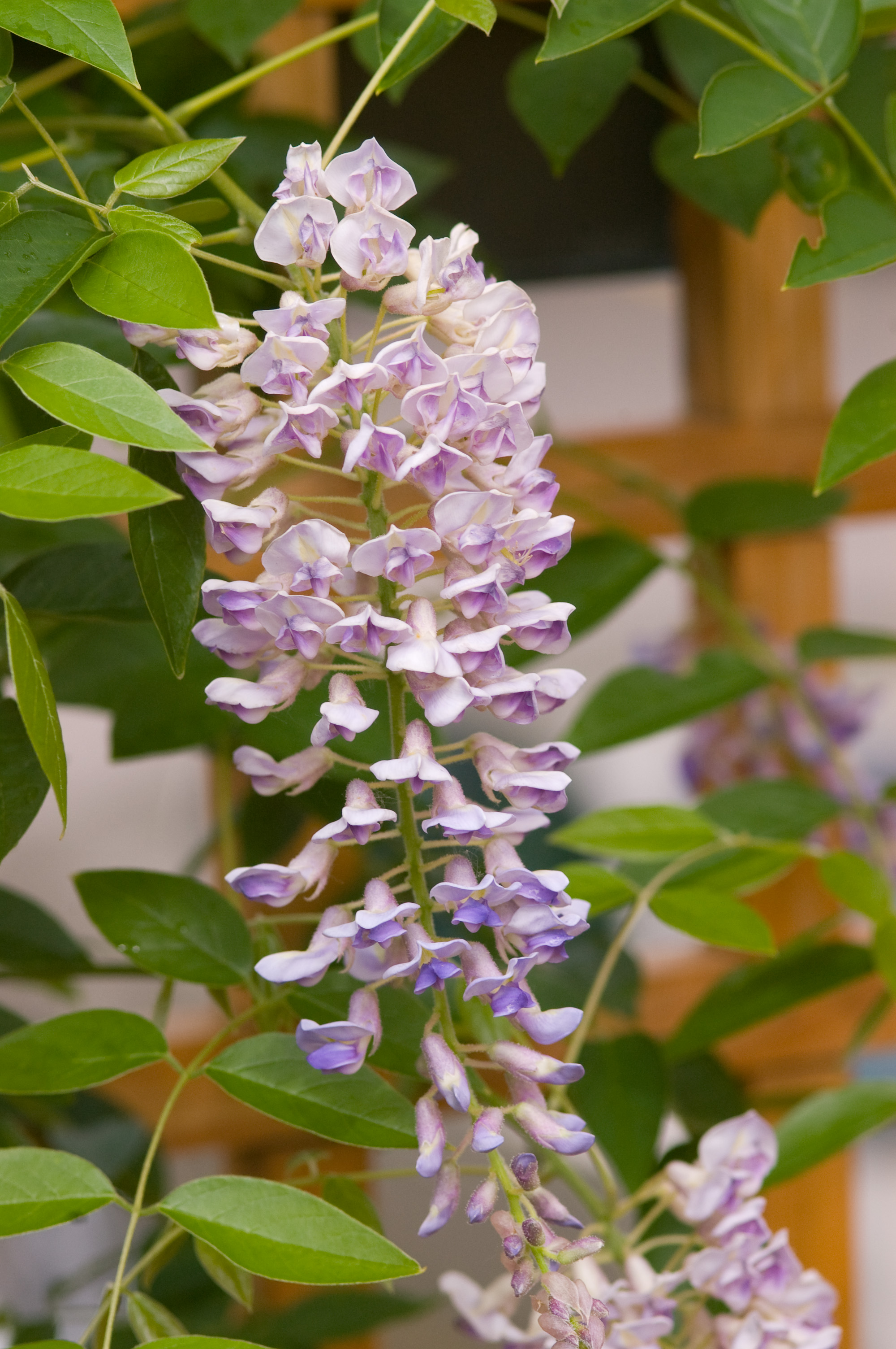 Summer Cascade Wisteria Plant Library Pahl's Market Apple Valley, MN