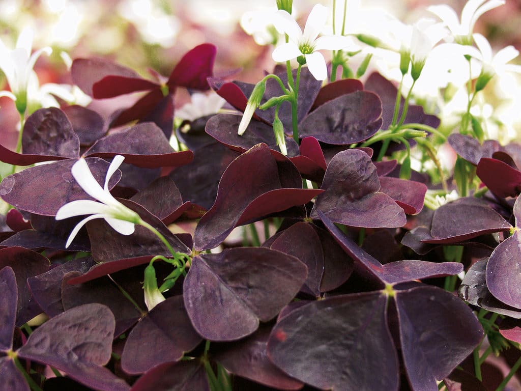 Charmed Wine Oxalis - Plant Library - Pahl's Market - Apple Valley, Mn