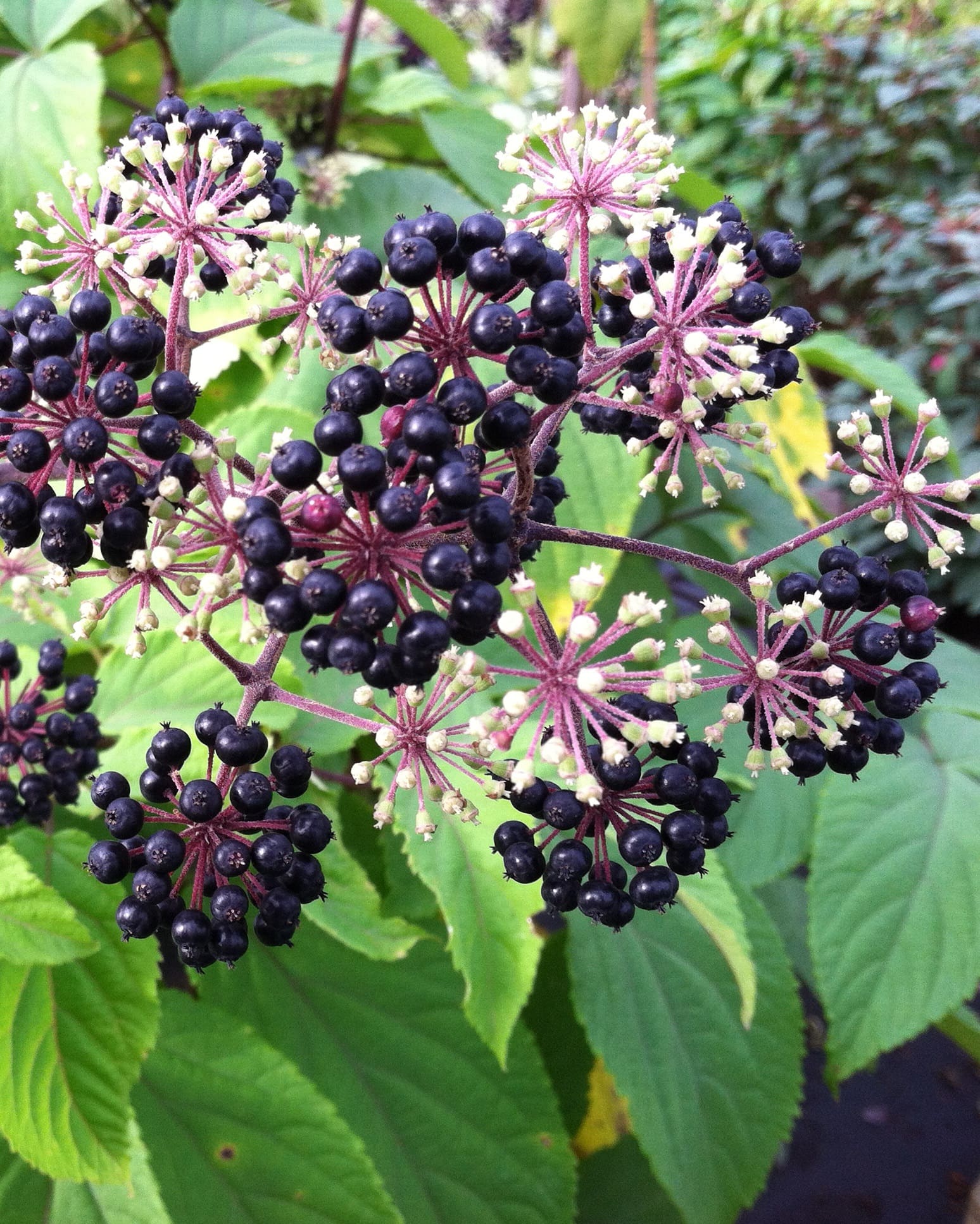 gotemba-golden-japanese-spikenard-plant-library-pahl-s-market