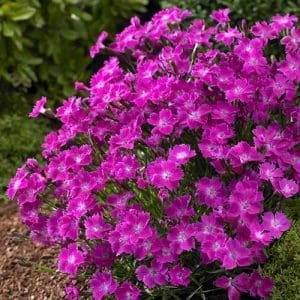 Kahori Pink Dianthus - Plant Library - Pahl's Market - Apple Valley, MN