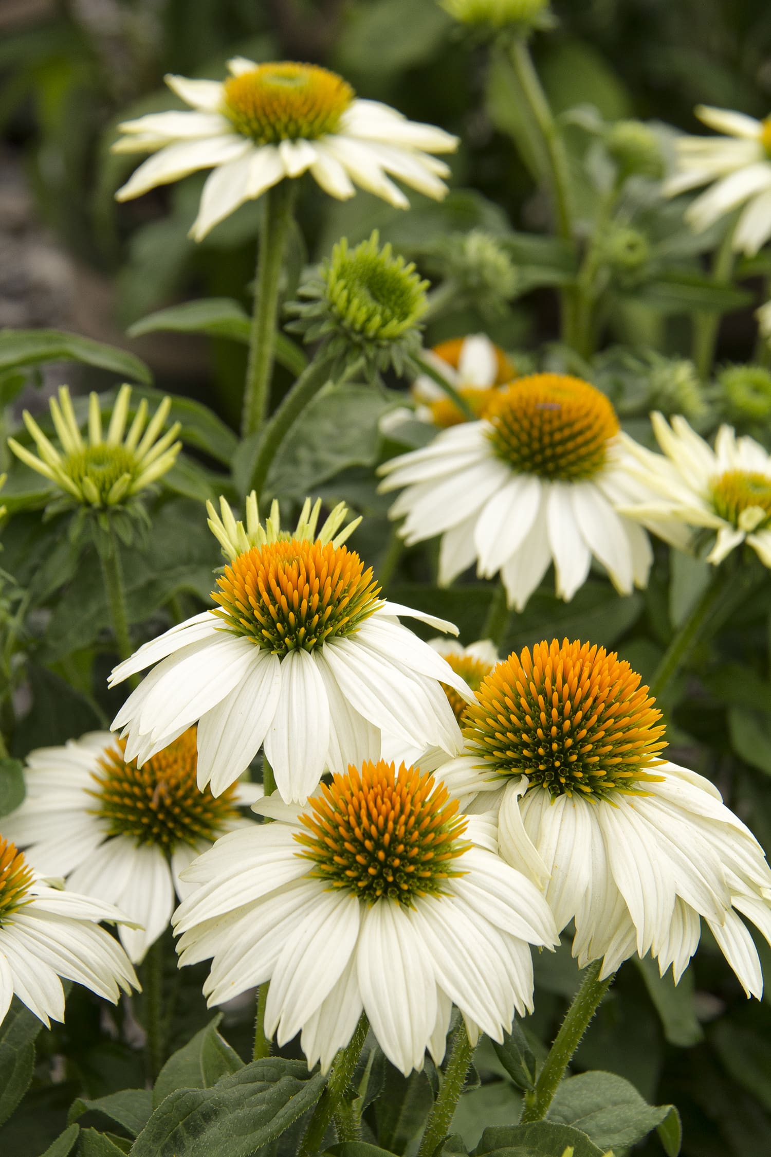 PowWow White Coneflower - Plant Library - Pahl's Market - Apple Valley, MN