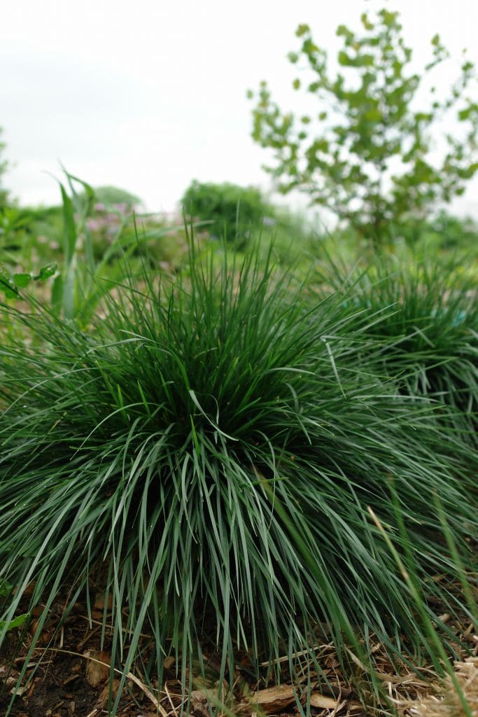 Gold Dew Tufted Hair Grass - Plant Library - Pahl’s Market - Apple