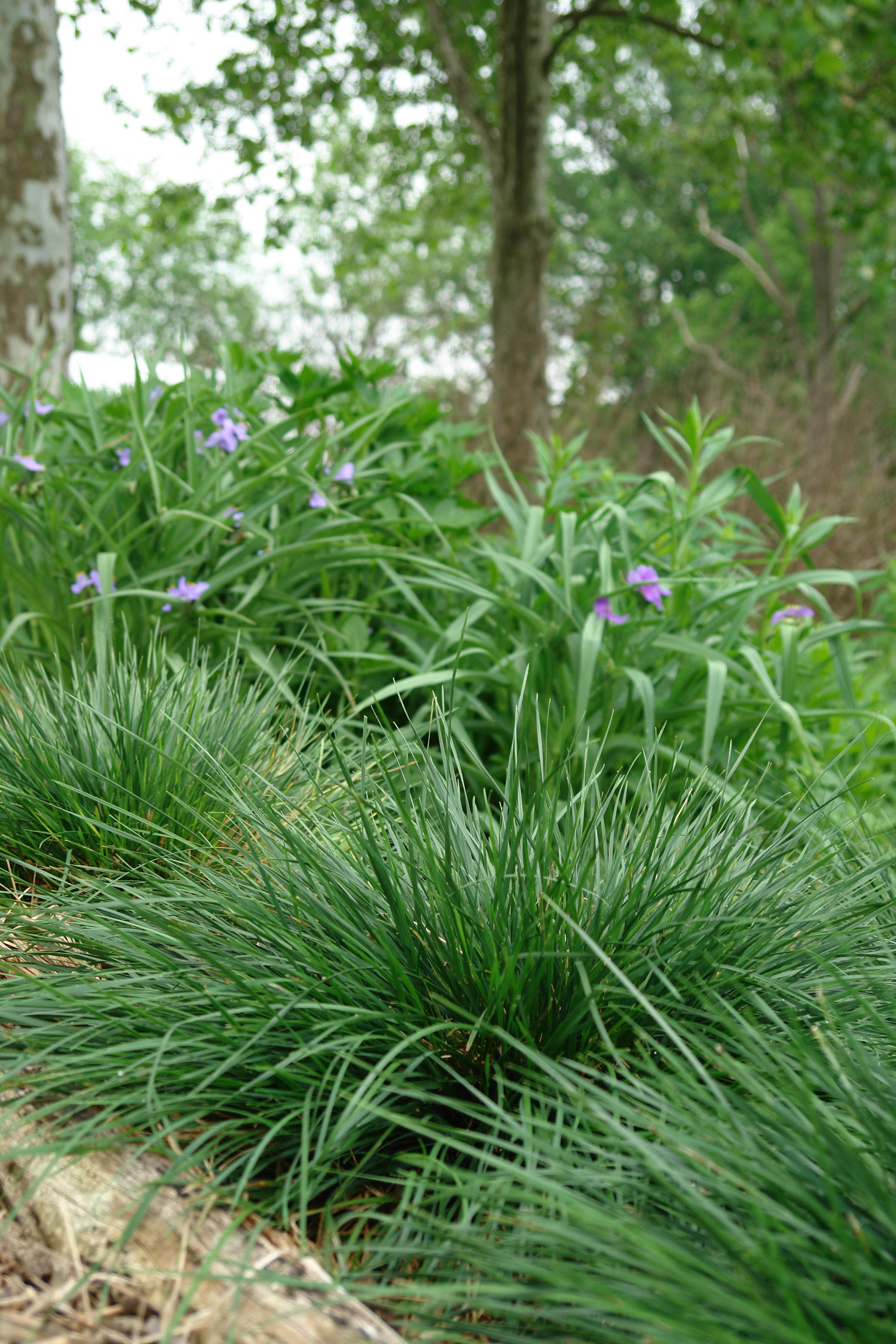 Gold Dew Tufted Hair Grass - Plant Library - Pahl's Market - Apple ...