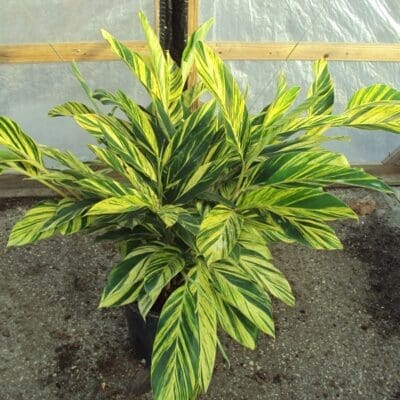 Variegated Ginger - Plant Library - Pahl's Market - Apple Valley, MN