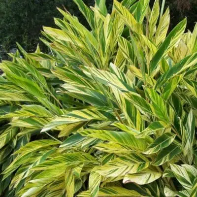 Variegated Ginger