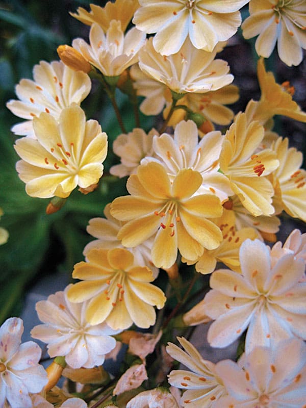 Little Peach Lewisia - Plant Library - Pahl's Market - Apple Valley, MN