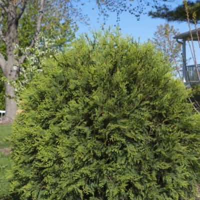 Technito Globe Arborvitae - Plant Library - Pahl's Market - Apple ...