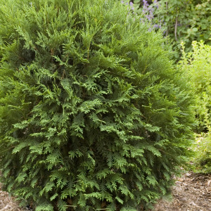 Technito Globe Arborvitae - Plant Library - Pahl's Market - Apple ...